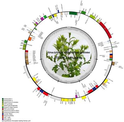 Phylogenomic analyses based on the plastid genome and concatenated nrDNA sequence data reveal cytonuclear discordance in genus Atractylodes (Asteraceae: Carduoideae)